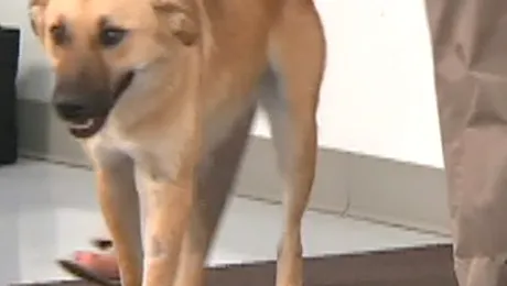 Viata de caine: scapi de talibani, dar te eutanasiaza… americanii!