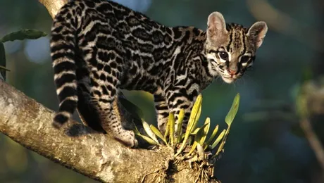 10 lucruri interesante despre animale