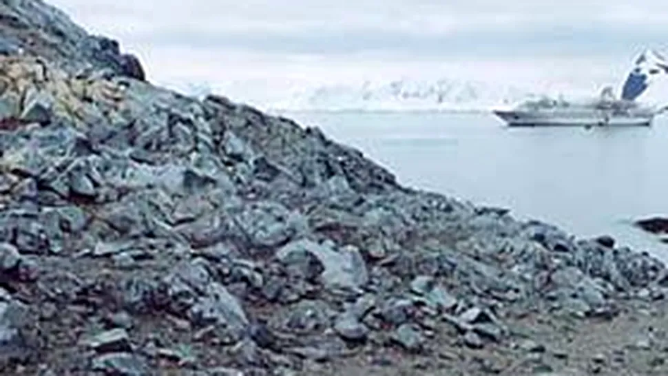 Animale marine uriase in Antarctica