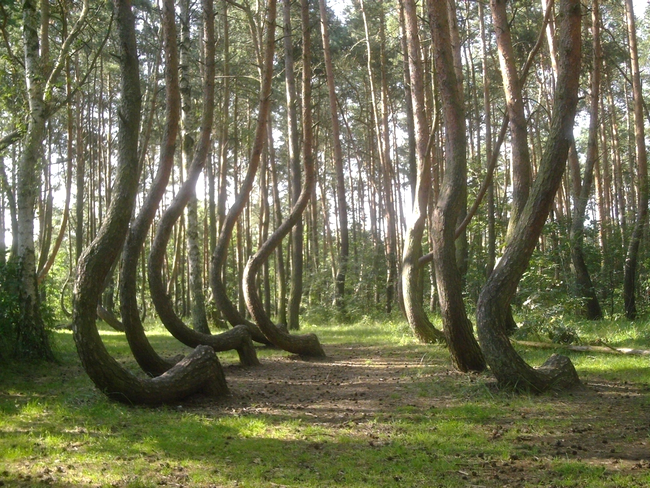Pădurea Crooked din Polonia