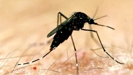 Viața unei femei, transformată în COȘMAR de înțepătura unui țânțar