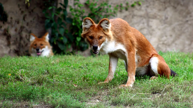 dhole
