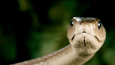 Morfina este depășită, mai bun este veninul de mamba negru