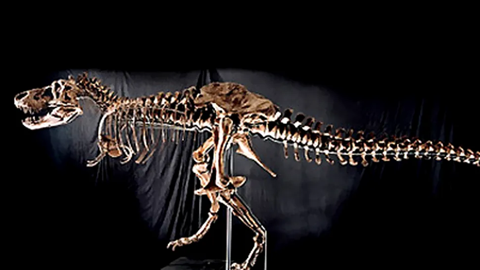 Dinozaur T-Rex scos la licitatie. Se asteapta cumparatori!