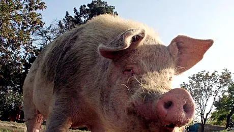 Genocid porcin sau cum salveaza porcii viata soldatilor!