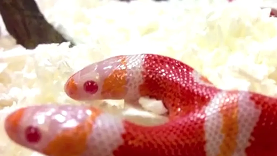 Cum se hrănește un șarpe cu două capete (Video)
