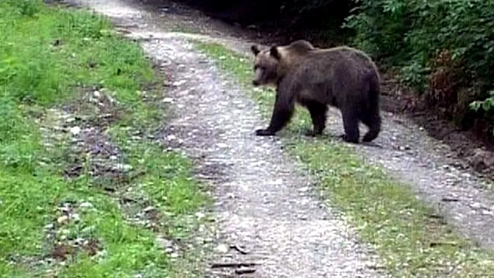 Urșii atacă din nou! Un bărbat din Petroșani a fost rănit grav