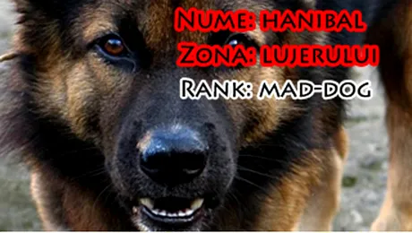 Top 5 – Cei mai periculosi maidanezi din Bucuresti