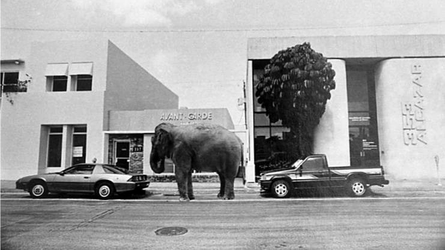 În Florida, dacă-ți parchezi elefantul plătești aceeași taxă ca la o mașină