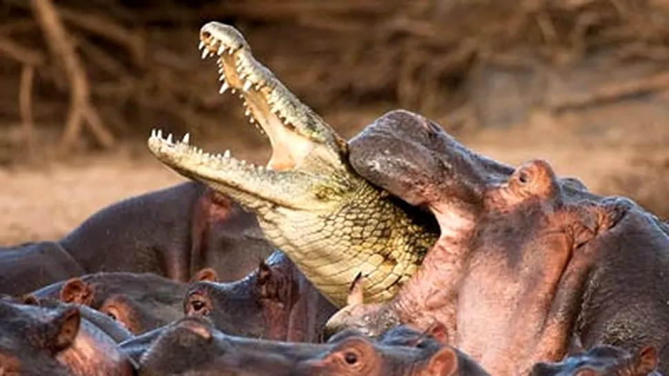 Un crocodil a scurtat drumul catre moarte (Poze)