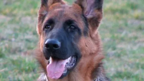 Cainii citesc expresia fetei oamenilor