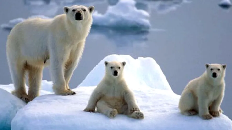 11 lucruri pe care nu le știai despre urșii polari