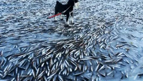 Un mare banc de pești a înghețat în Norvegia