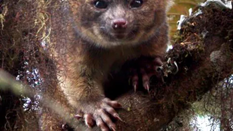 Savanții americani au descoperit o nouă specie de mamifere