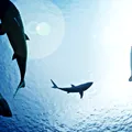 National Geographic Wild găzduiește în iulie a 10-a ediție Sharkfest, un bloc special de programe
