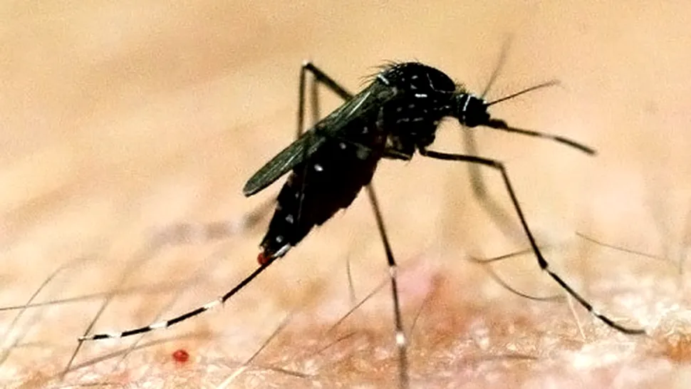 Viața unei femei, transformată în COȘMAR de înțepătura unui țânțar