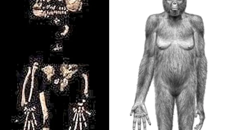Descoperirea stiintifica a anului 2009: hominidul Ardi