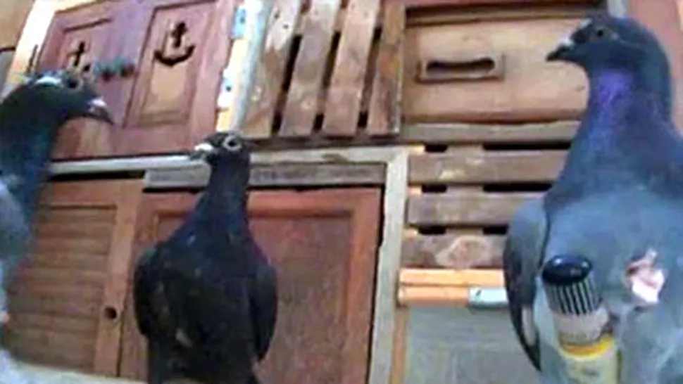 Folosea porumbei pentru a face contrabandă cu țigări (Video)