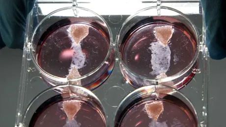 Primul burger din carne artificială