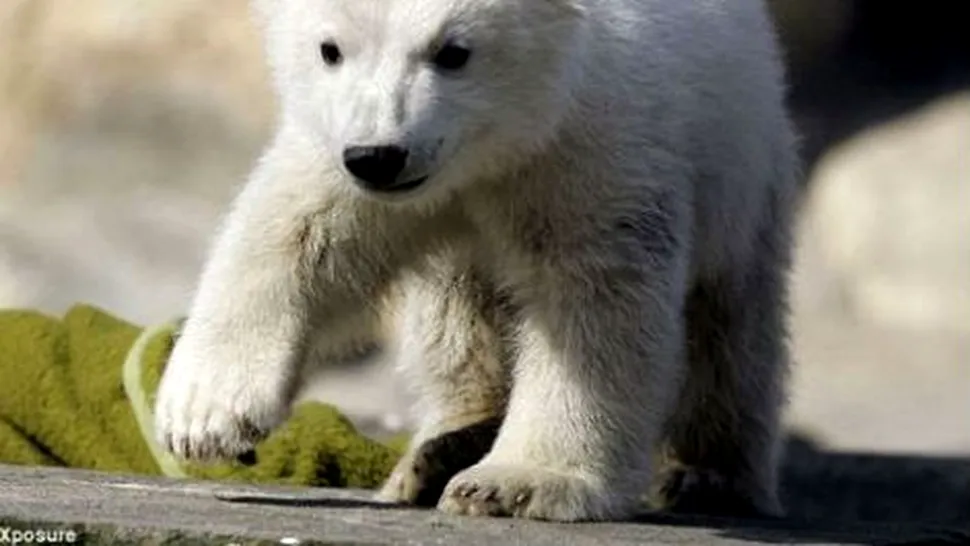 Knut, cel mai iubit urs polar, a murit