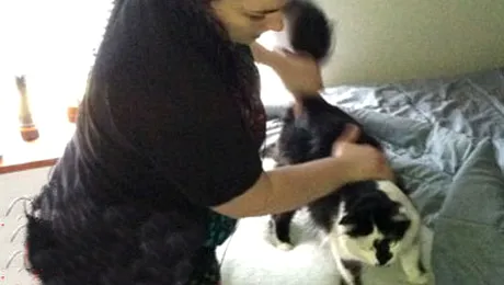 Apel la 911: „Suntem ostaticii unei… pisici teroriste!”