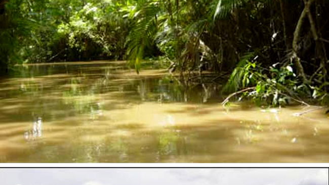 padurea tropicala amazoniana