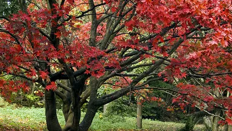 De ce, toamna, frunzele isi schimba culoarea si cad!