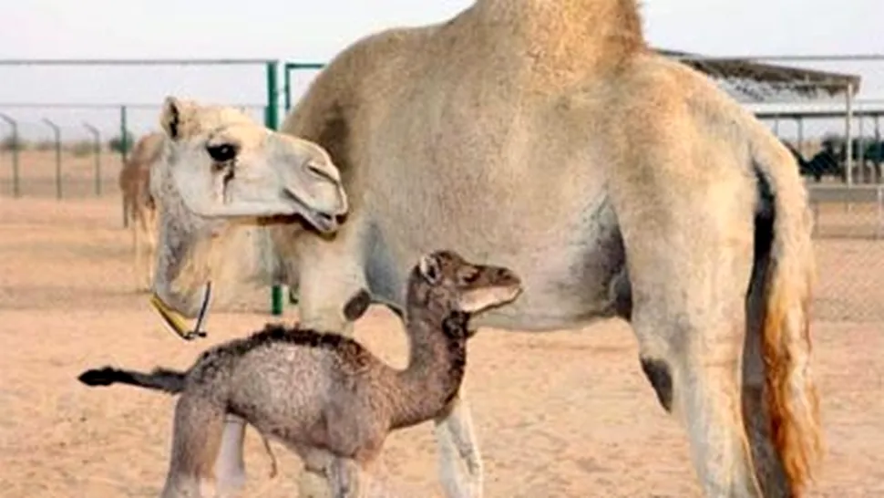 Primul dromader clonat s-a nascut la Dubai (Poze)