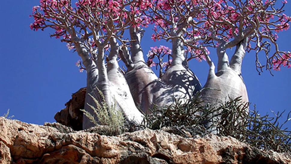 Socotra, insula extraterestra (Galerie Foto)