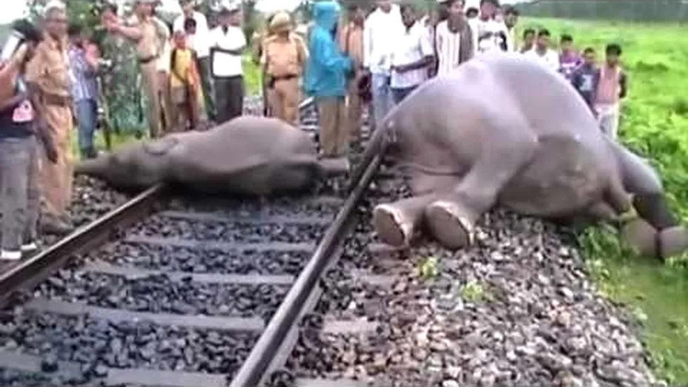 Șapte elefanți uciși de un tren în India