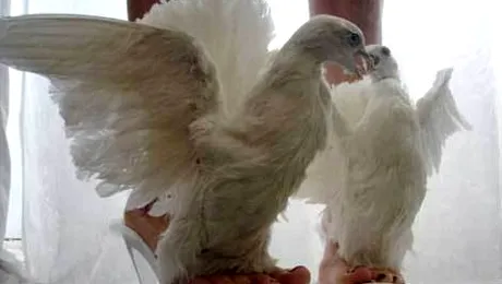 Cum să porți animale împăiate, cu stil (Poze)