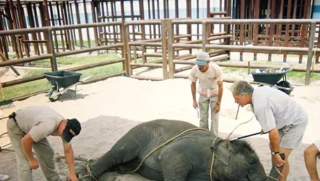 Pui de elefanti dresati cu electrosocuri (Poze)