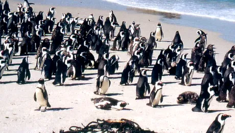 Pinguinii sunt familiarizati cu prostitutia
