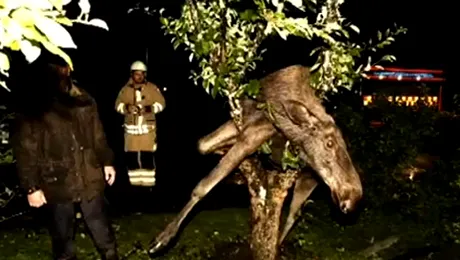 Un elan beat a ramas blocat intr-un pom