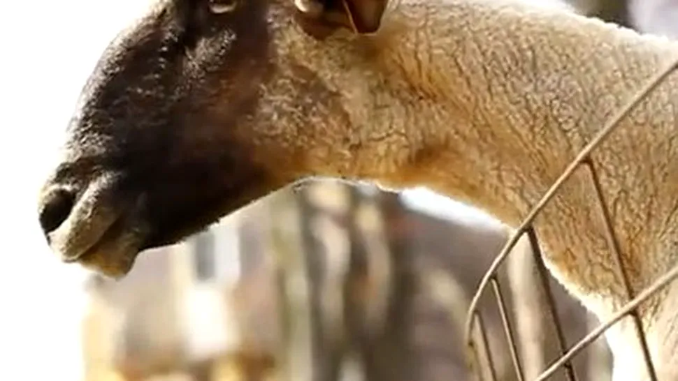 Cum pot să țipe unele animale, nici nu ai fi bănuit! (Video)
