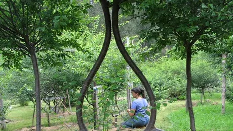 Arbosculptura sau arhitectura vie (Poze)