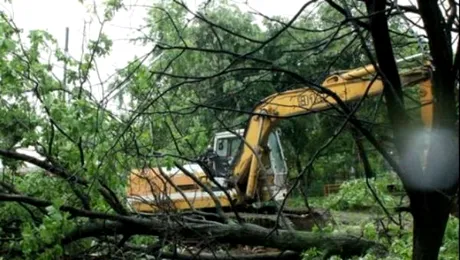 Instanța a decis definitiv: Nu se mai defrișează nimic în Parcul Tineretului!