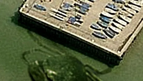 O creatură ENORMĂ, de origini necunoscute, a ieşit din ape! VIDEO