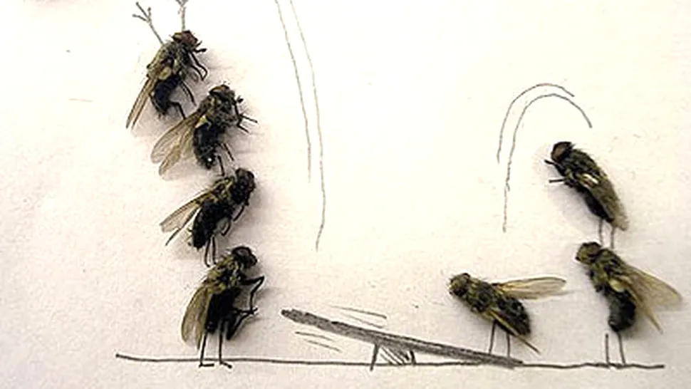 Vezi cum o musca moarta poate sa devina opera de arta! (poze)