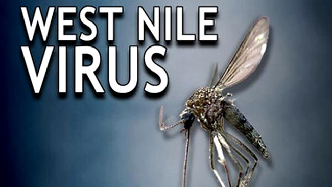 virus west nile