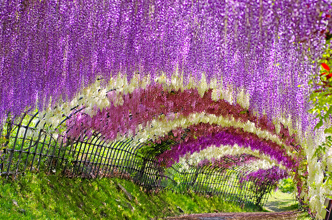 Tunelul Wisteria din Grădinile Kawachi Fuji,