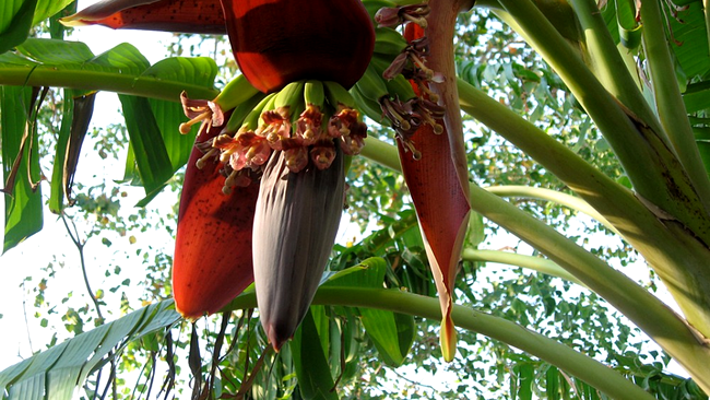 floarea de bananier - inima bananei