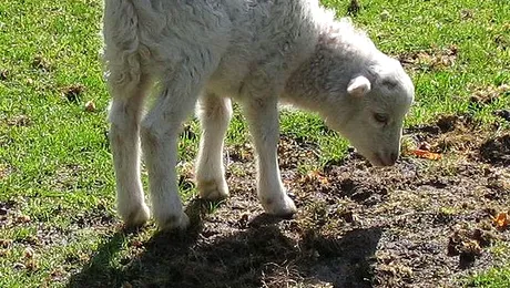 Doi puscariasi s-au deghizat in oi, ca sa scape de politie