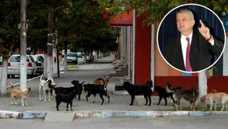 Sorin Oprescu lasa soarta maidanezilor in mainile cetatenilor
