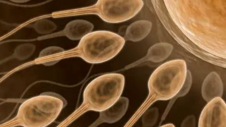 Barbatii inteligenti au spermatozoizi de „calitate”