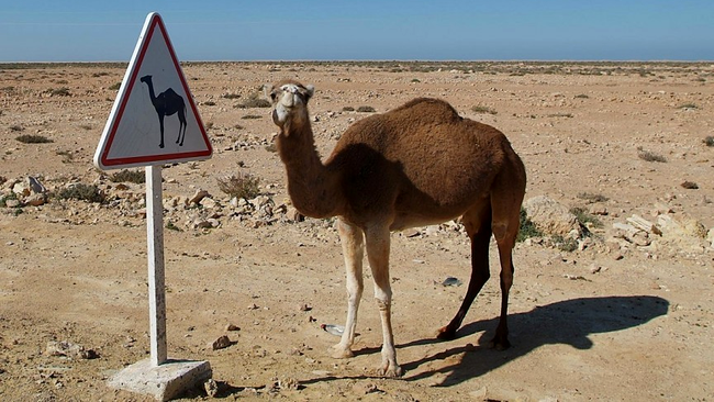 În Nevada nu ai voie să circuli cu o cămilă pe autostradă