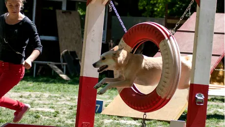 “ABC-ul animalelor de companie” se învaţă pe 1 Iunie în Parcul Herăstrău